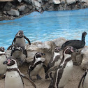 Penguin, Pingüino de humboldt