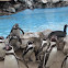 Penguin, Pingüino de humboldt
