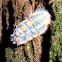 Monophlebulus