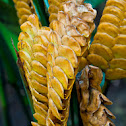 Rattlesnake Plant