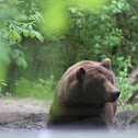 Brown Bear