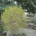 Leatherwood