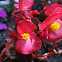 Begonia