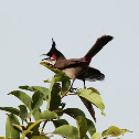 Red Whiskered Bulbul