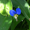Asiatic Dayflower