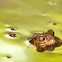 frog