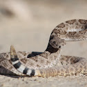 Western Diamondback Rattlesnake