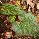 Rhubarb