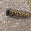 Swallowtail Caterpillar