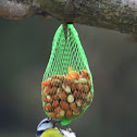 Blue Tit