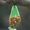 Blue Tit