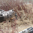 Black capped chickadee