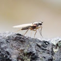 Pointed Wing Fly