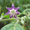 Purple flower