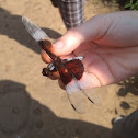 Widow Skimmer, adult male