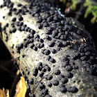 Kohlenbeeren