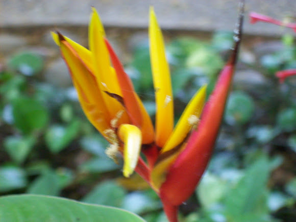 Spotting Image 1