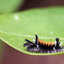 Milkweed Tussock Moth Caterpillar
