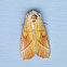 White-Dotted Prominent Moth