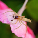 Ghost Spider