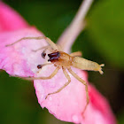 Ghost Spider