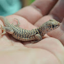 Desert Iguana