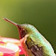 Ruby Throated Hummingbird