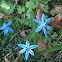 Scilla