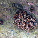 Gooseneck Barnacle