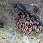 Gooseneck Barnacle