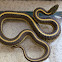 Western terrestrial garter snake