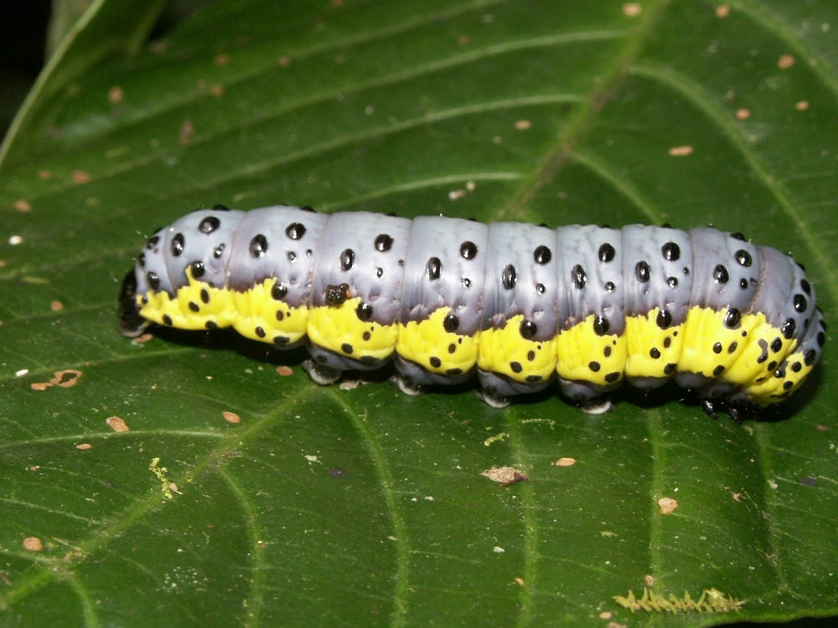 Oruga
