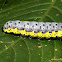 Oruga