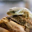 Northern Alligator Lizard