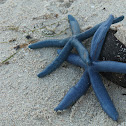 Blue Linckia