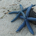 Blue Linckia