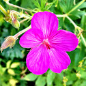 Sticky Purple Geranium