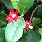 Mickey Mouse Plant