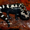 Marbled Salamander