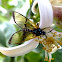 Moth