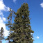 Sitka Spruce
