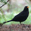 Blackbird