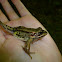 Pelophylax ridibunda