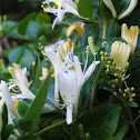 Japanese Honeysuckle