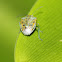 Antestia Bug
