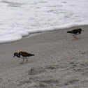 Ruddy Turnstone