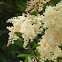 Redstem Ceanothus