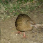 Weka