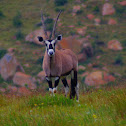 Gemsbok
