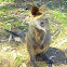 Swamp wallaby